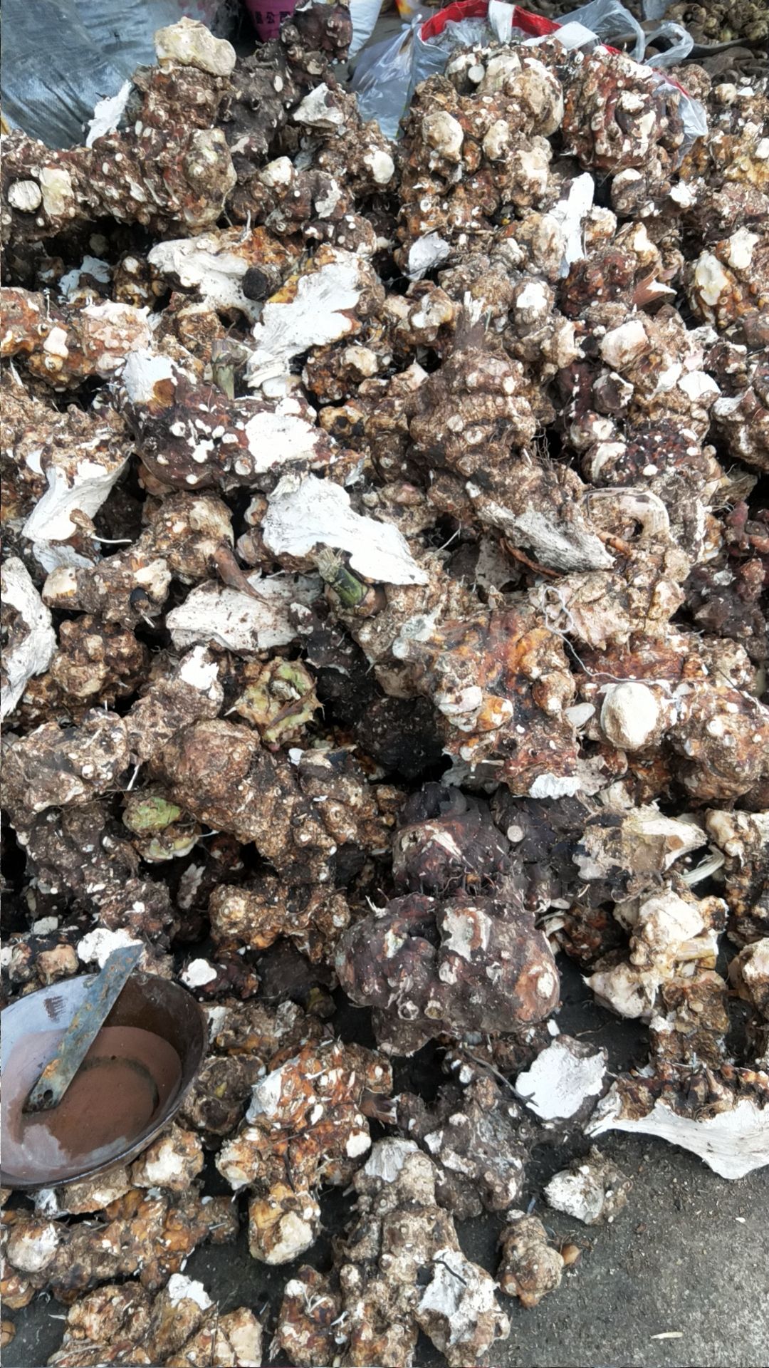 白土茯苓，土太片，金刚藤是红色片。这个是白色片，短柄菝葜。