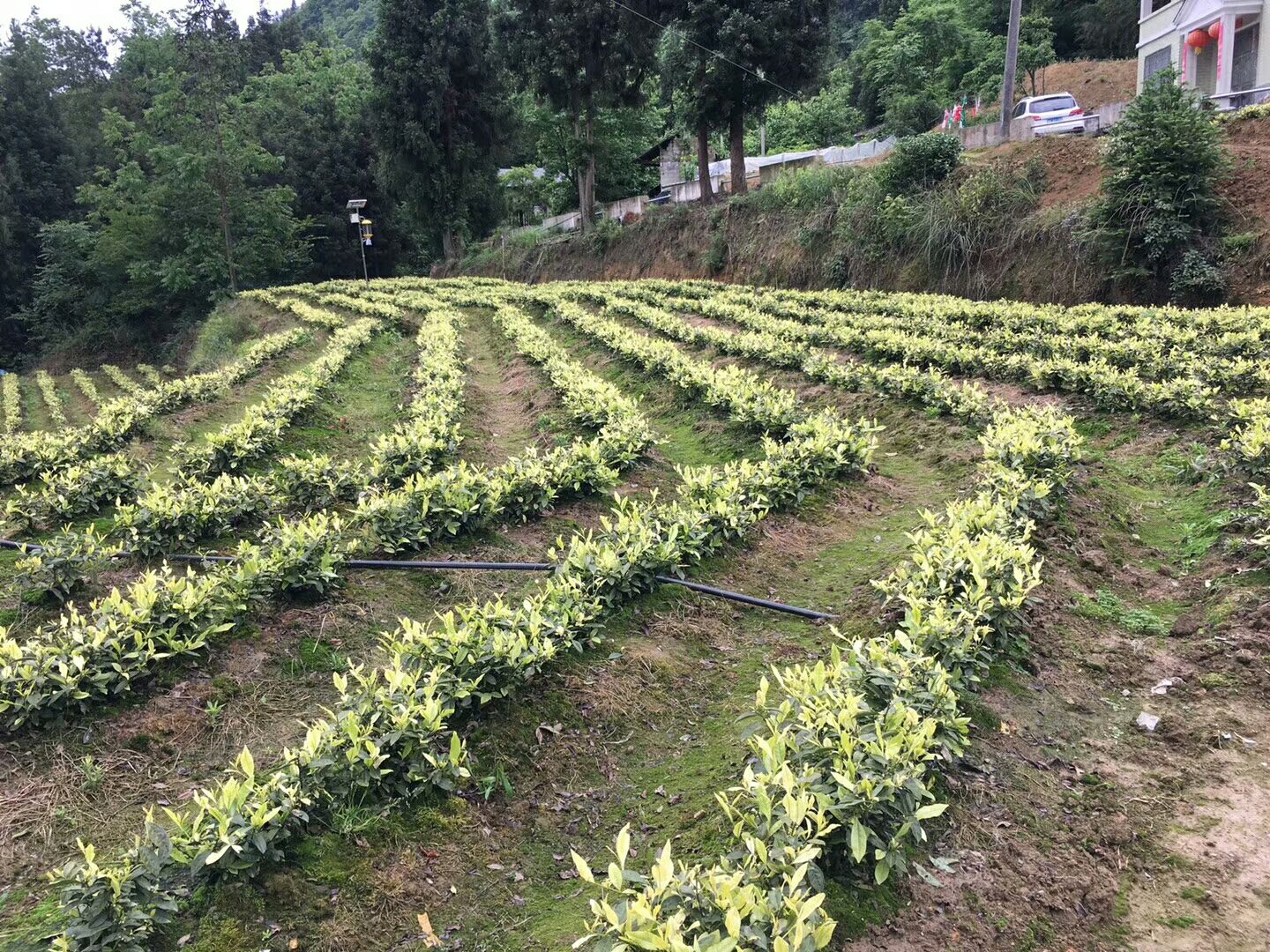 辉白茶 专业种植，加工，销售白茶，龙井。欢迎有需要的老板联系我