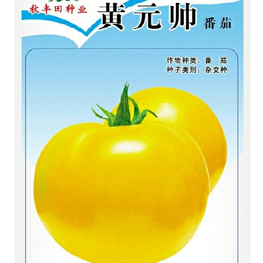 固阳县西红柿种子  黄柿种子 黄元帅