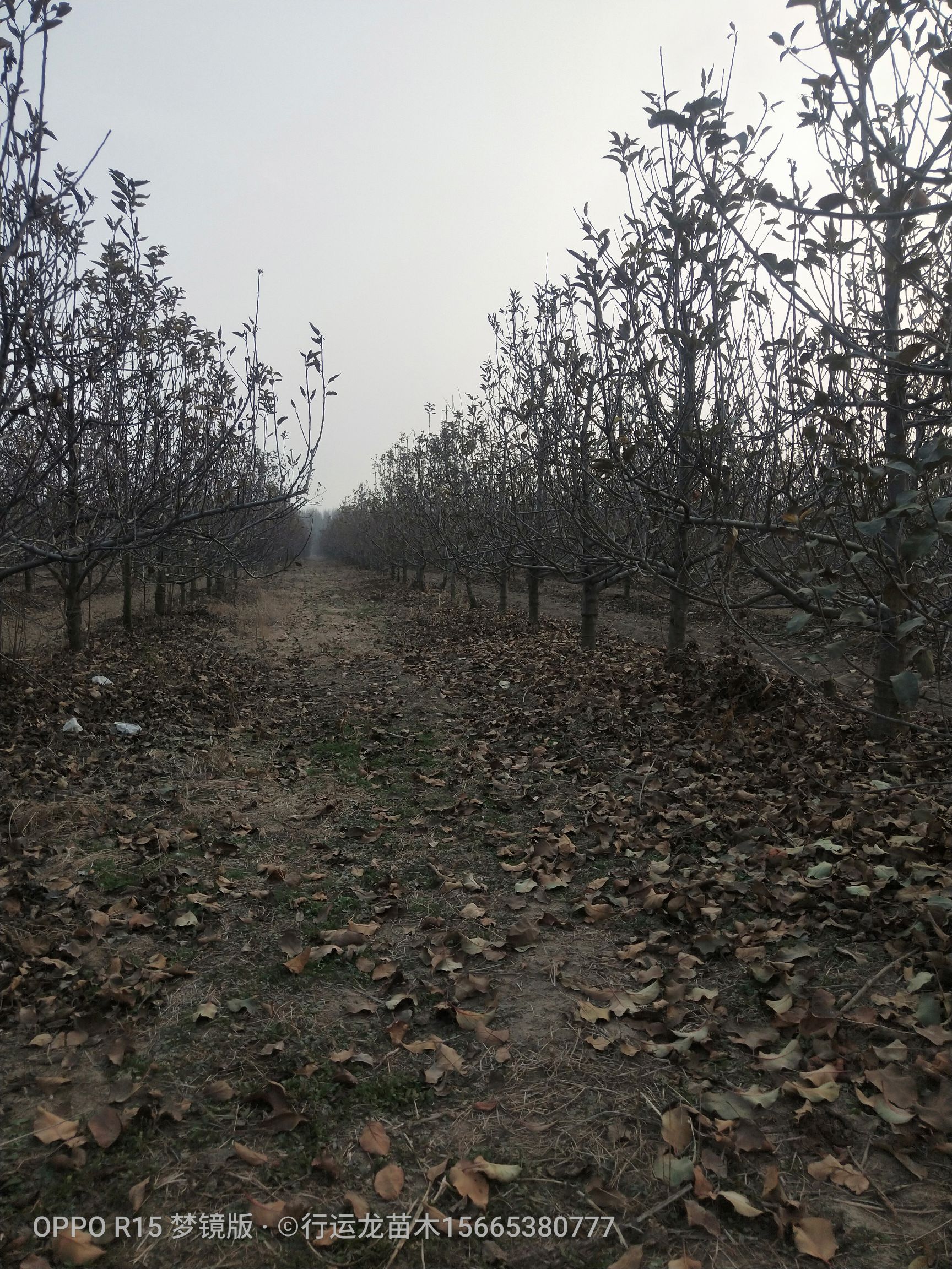 短枝型红富士苹果树苗 大量供应优质品种占地苹果树 工程苹果树，建园苹果树