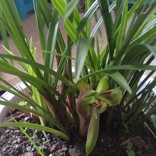 重庆市土蜂蜜 正宗下山兰