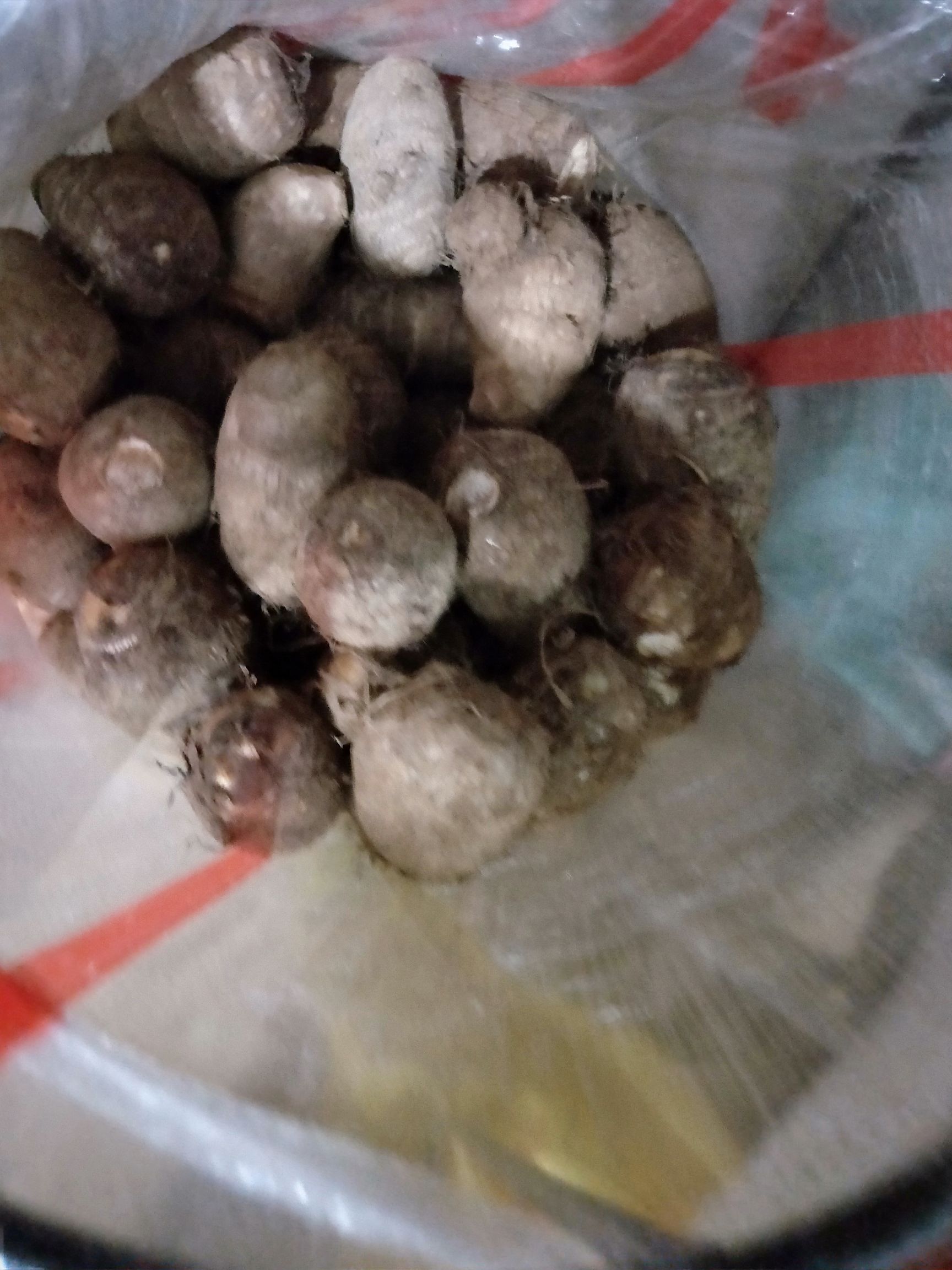 毛芋头8520产地直销