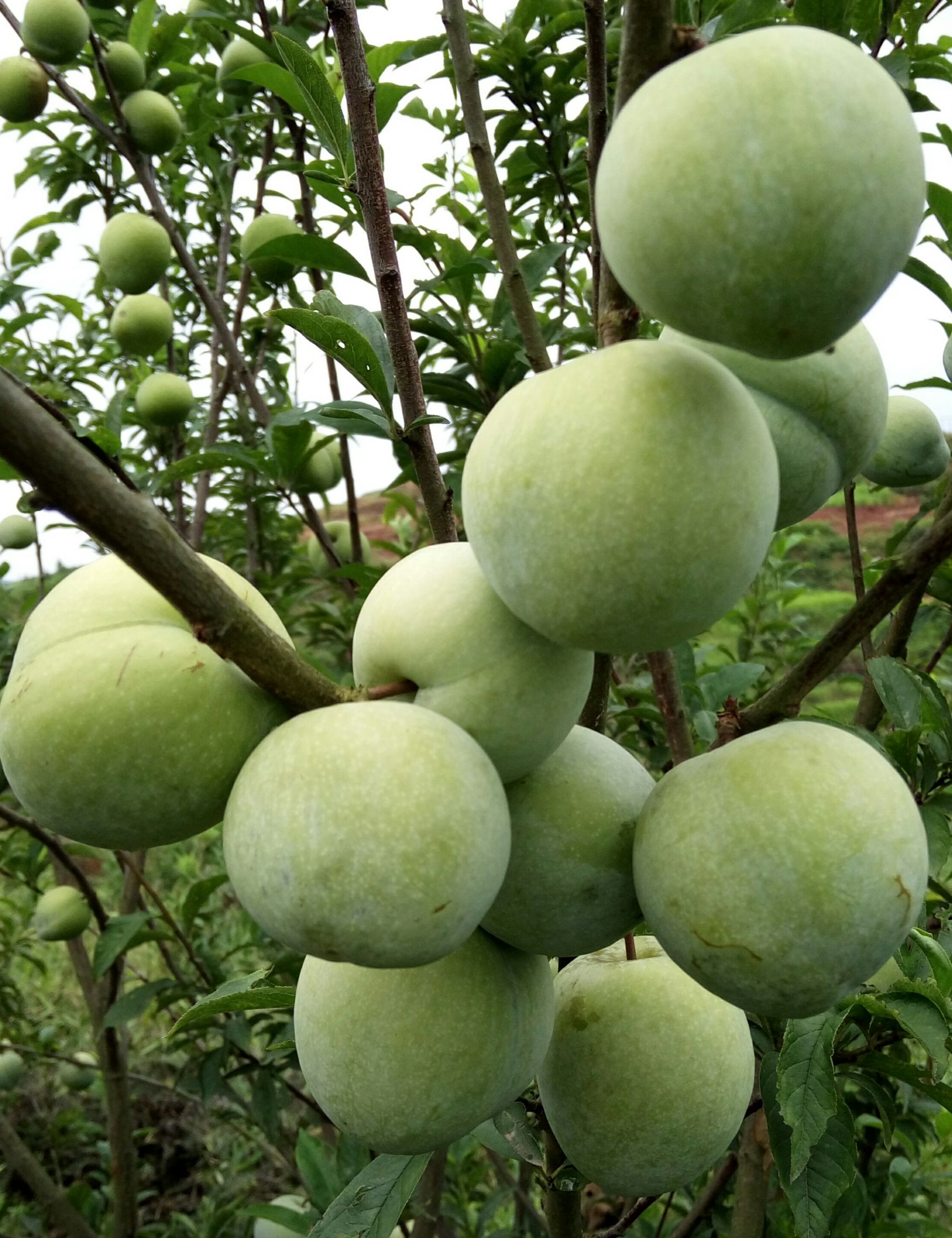 奈李苗  根系发达，苗子粗壮包纯度