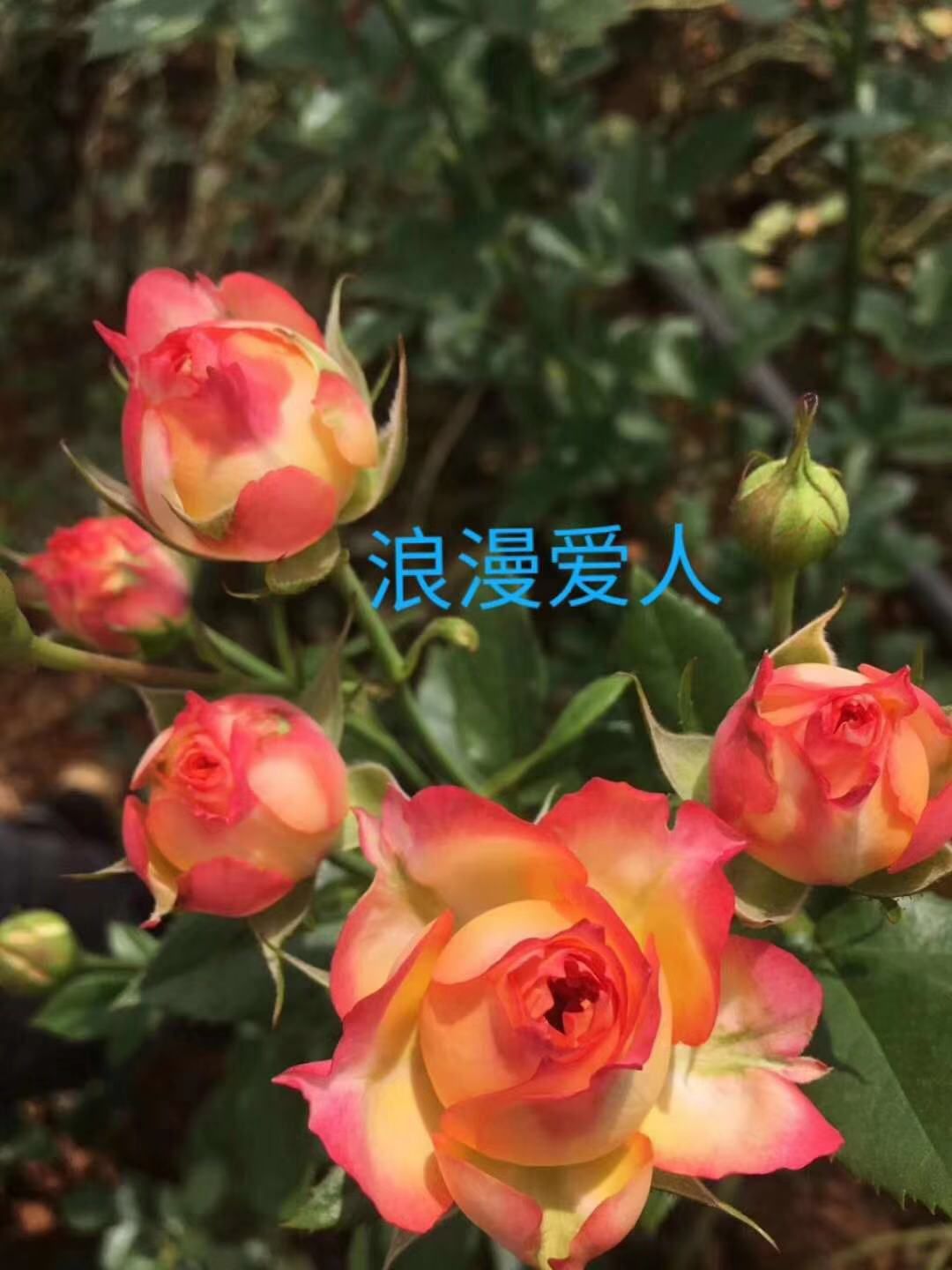  需要阳台月季盆景的老板和我联系了