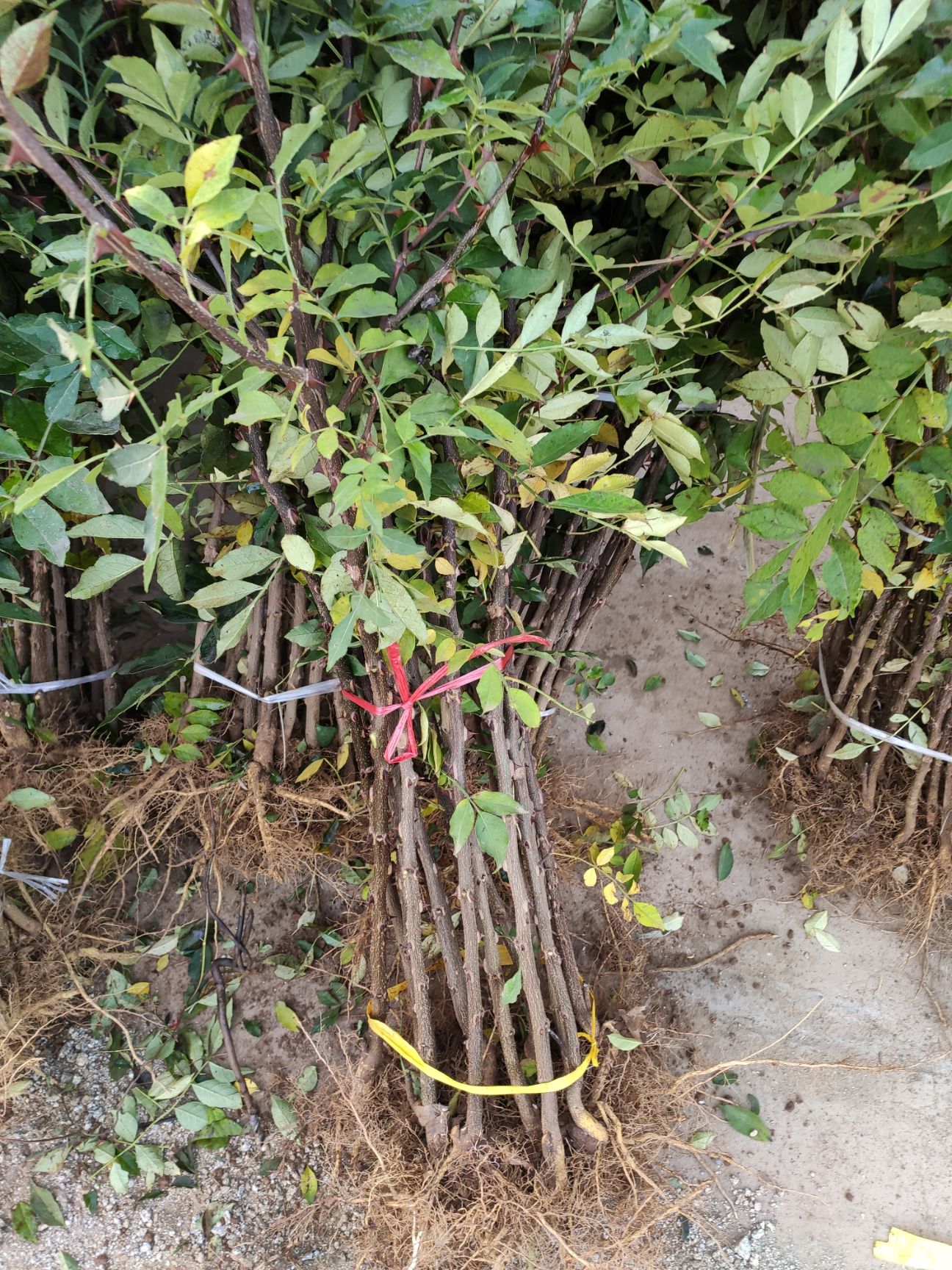 花椒苗花椒树苗大红袍花椒树苗花椒大红袍花椒树南方北方种植