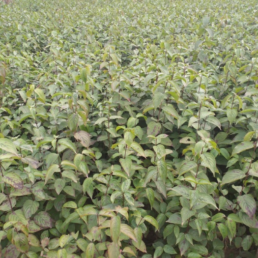 西峡县其它苗木 药用山茱萸树苗