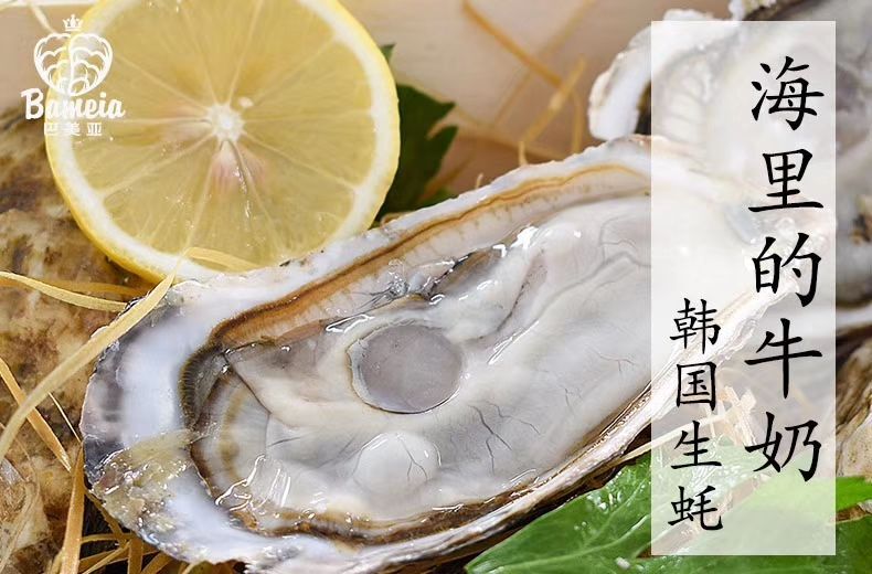 厦门三倍体生蚝 纯正韩国蚝（韩国原产地整柜，一手货源）
