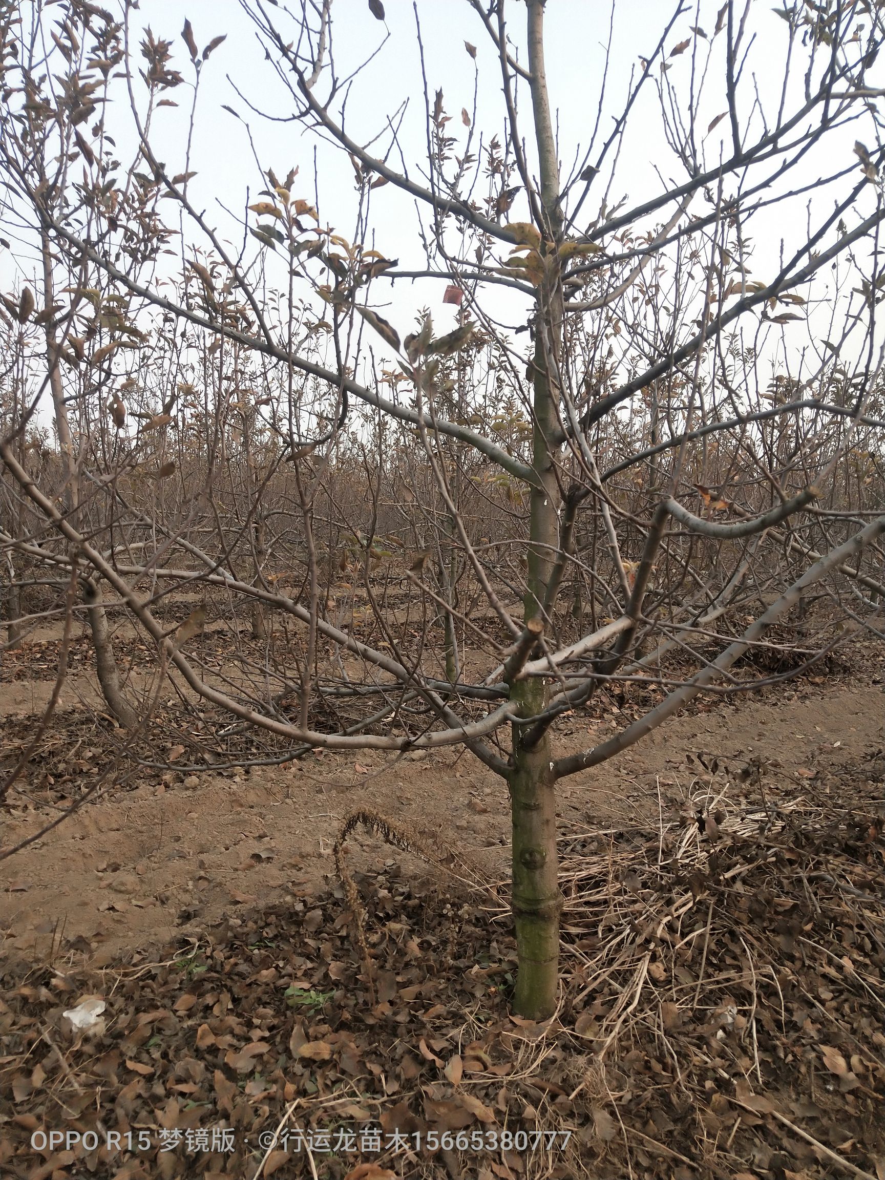 短枝型红富士苹果树苗 大量供应优质品种占地苹果树 工程苹果树，建园苹果树
