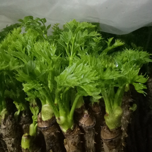 桦甸市刺老芽  反季山野菜刺嫩芽