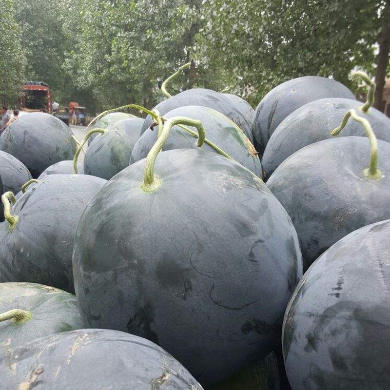 金露无籽西瓜种子黑皮黄瓤无籽西瓜高糖皮薄耐裂耐贮耐重茬大果
