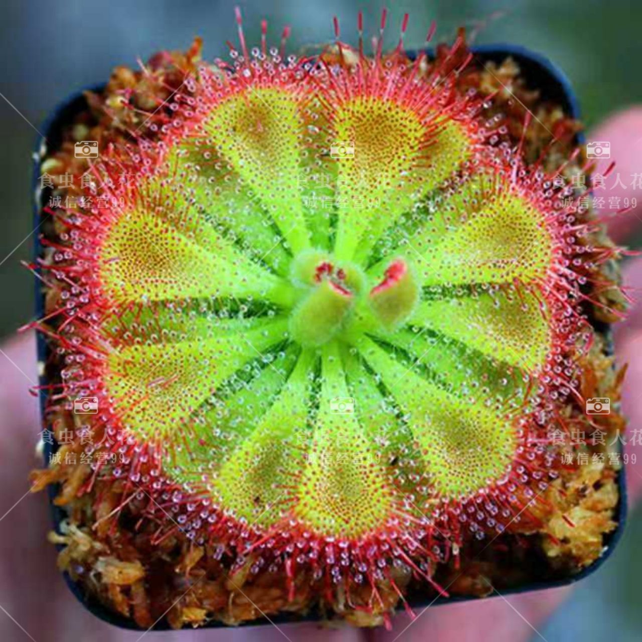  茅膏菜捕蝇草猪笼草驱蚊捕蚊多肉捕苍蝇草食虫室内阳台植物盆栽好