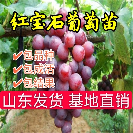 平邑县 红宝石葡萄苗 嫁接苗 晚熟品种 无核果皮薄 南北方均可种植