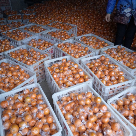 保靖县椪柑  60下小果，货源充足，大量供应中