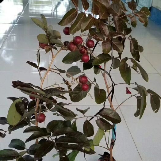 灵山县红皮龙眼苗 新品种 泰国 嫁接包邮