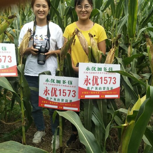 鹤壁 永优加多苞，高产玉米种子黄金组合，包地大户年年找！