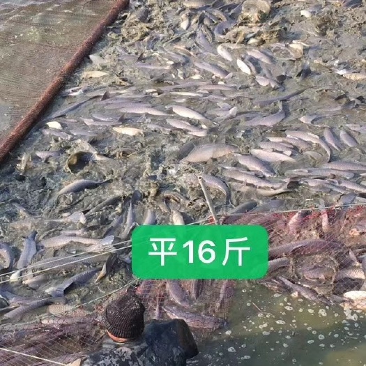 盐城乌青鱼 10-18公斤 人工养殖