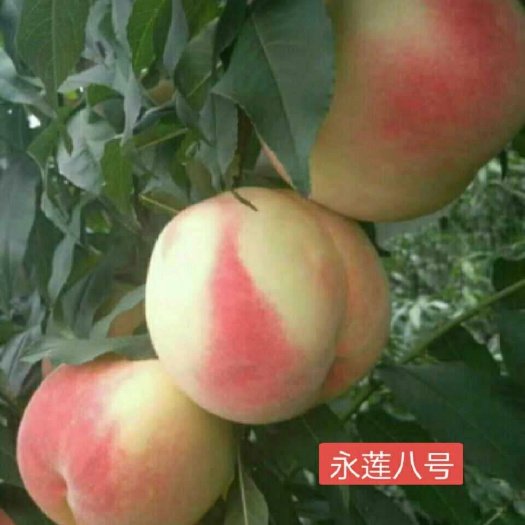 虞城县 我基地大量供应优质品种桃树苗，保证品种纯正无病虫害