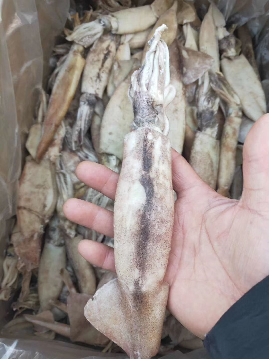  鱿鱼小鱿鱼大量供应一斤6，7条价格便