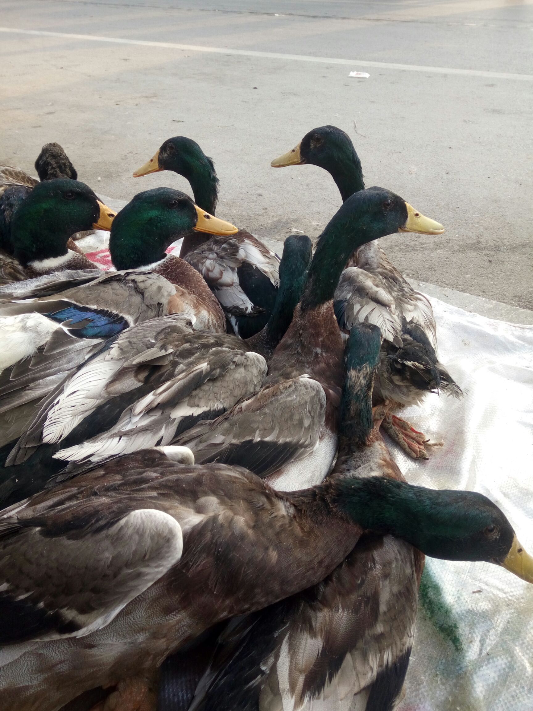 宏瑞生态特种养殖专业合作社