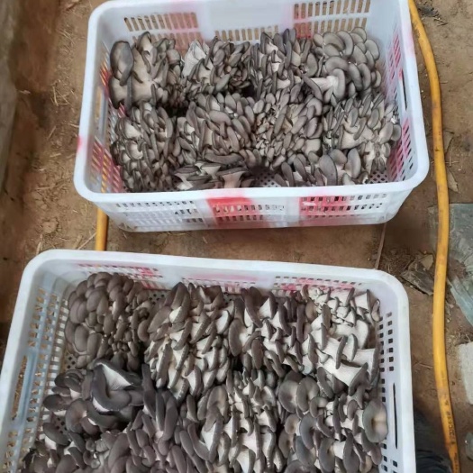 寿光市精品头茬蘑菇，小叶片