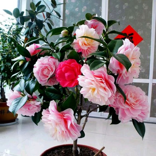 高州市七芯茶花  10种颜色赤焰茶花苗，花期250天
花色娇艳，当年开花，包邮