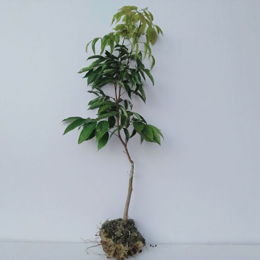 容县鸡嘴荔枝苗