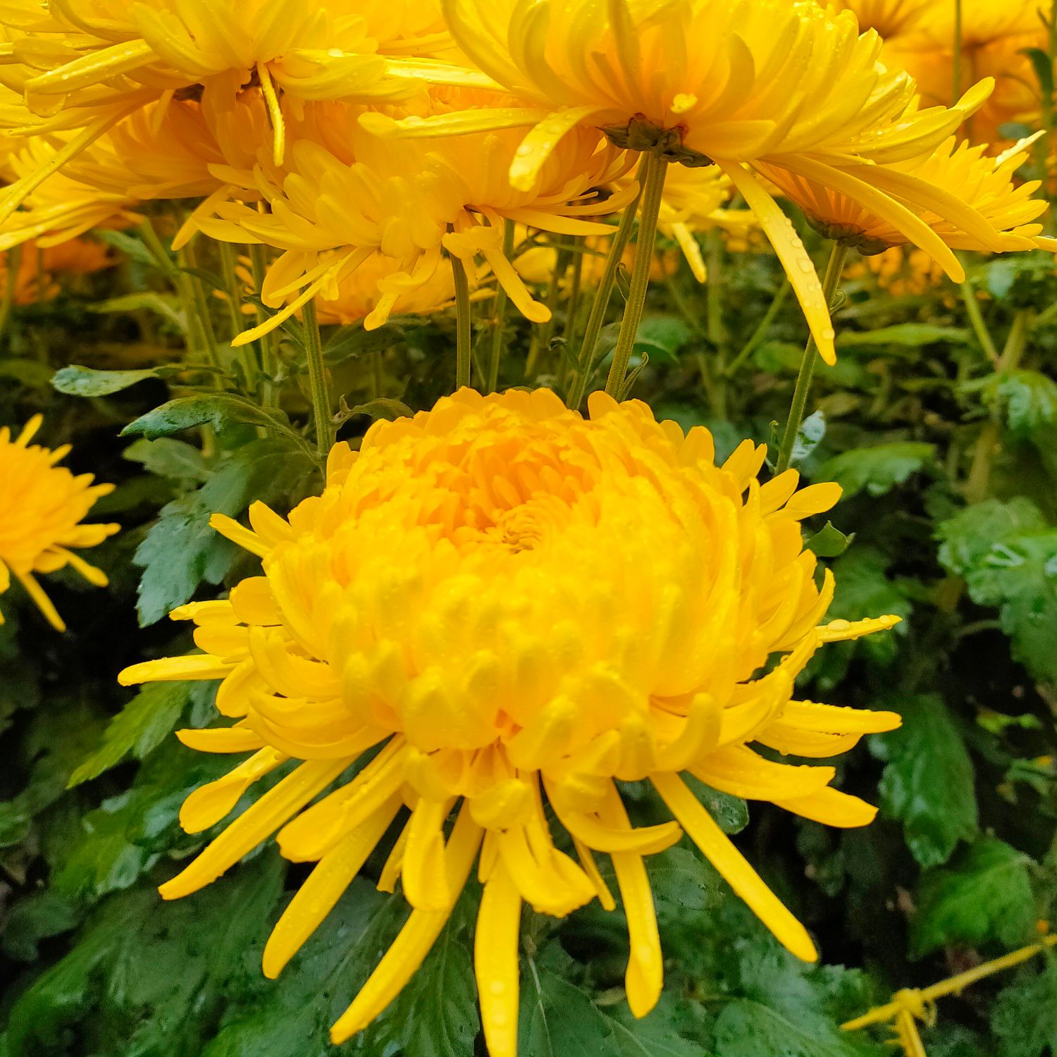 金丝皇菊苗  2021年金丝菊苗、贡菊苗、婺源皇菊苗、七月菊苗大量上市