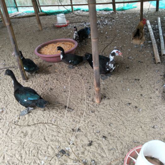六安黑番鸭苗 150天黑番鸭出售