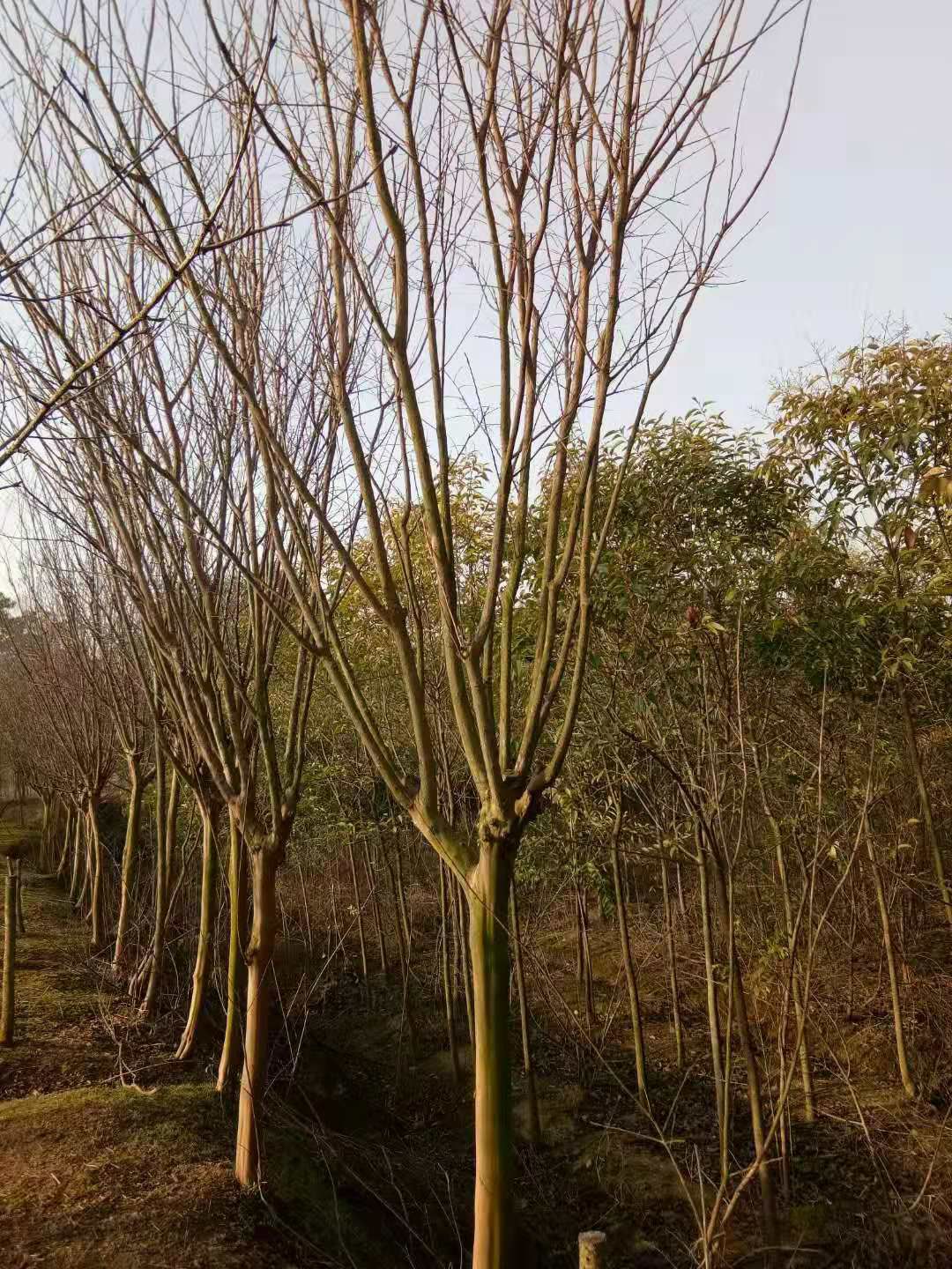百日红