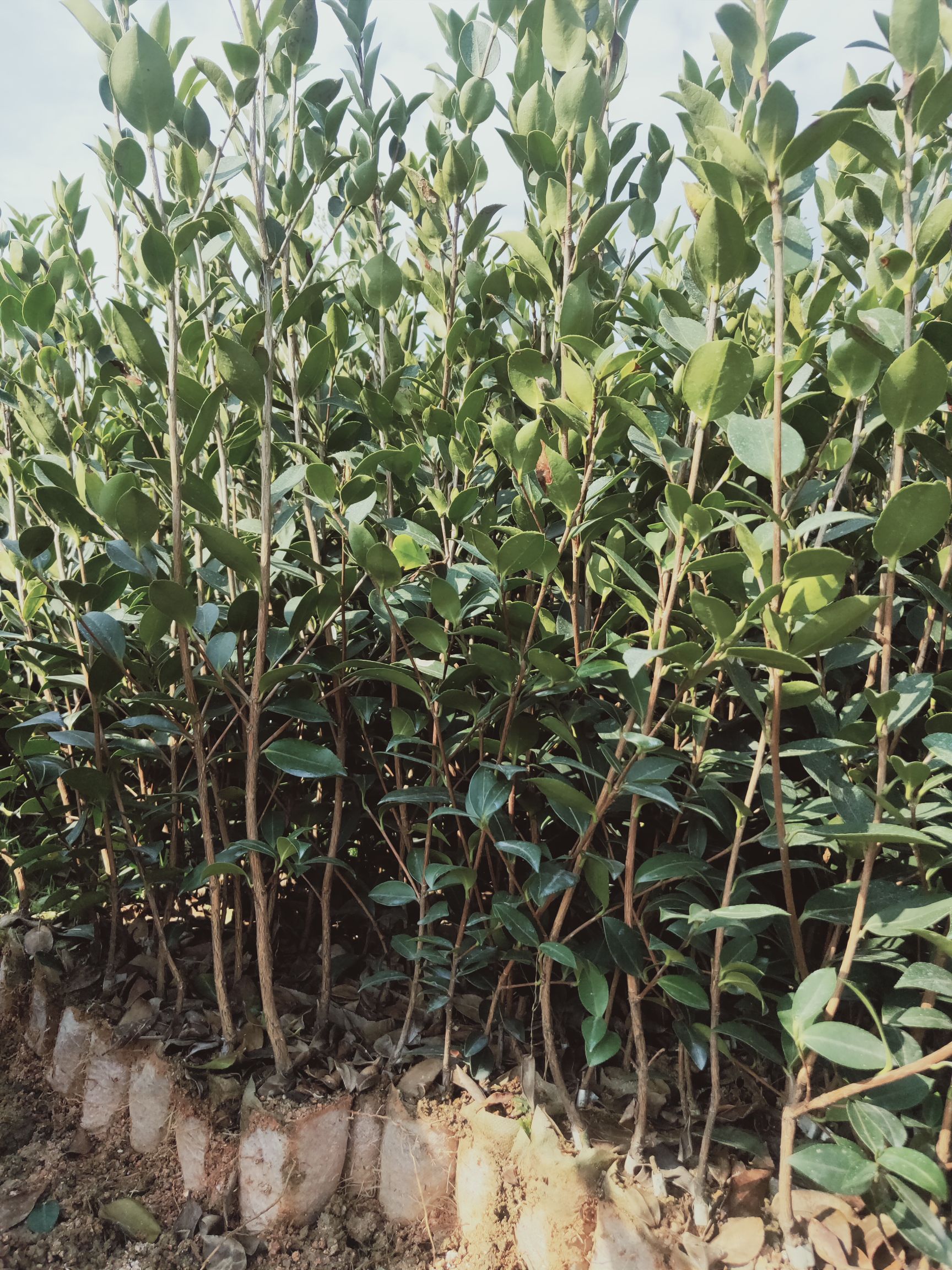 油茶树苗  两年油茶杯苗不包邮地价 2 元