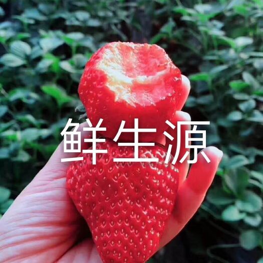 庄河市 丹东久久草莓，承接各大电商，商户对接服务