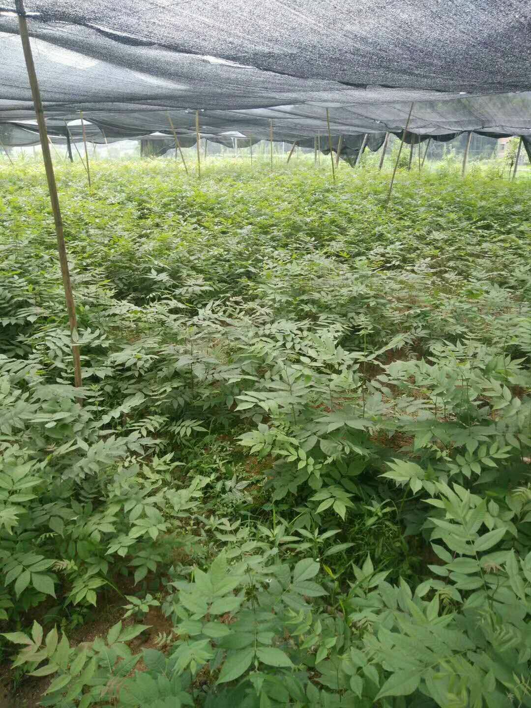 青钱柳