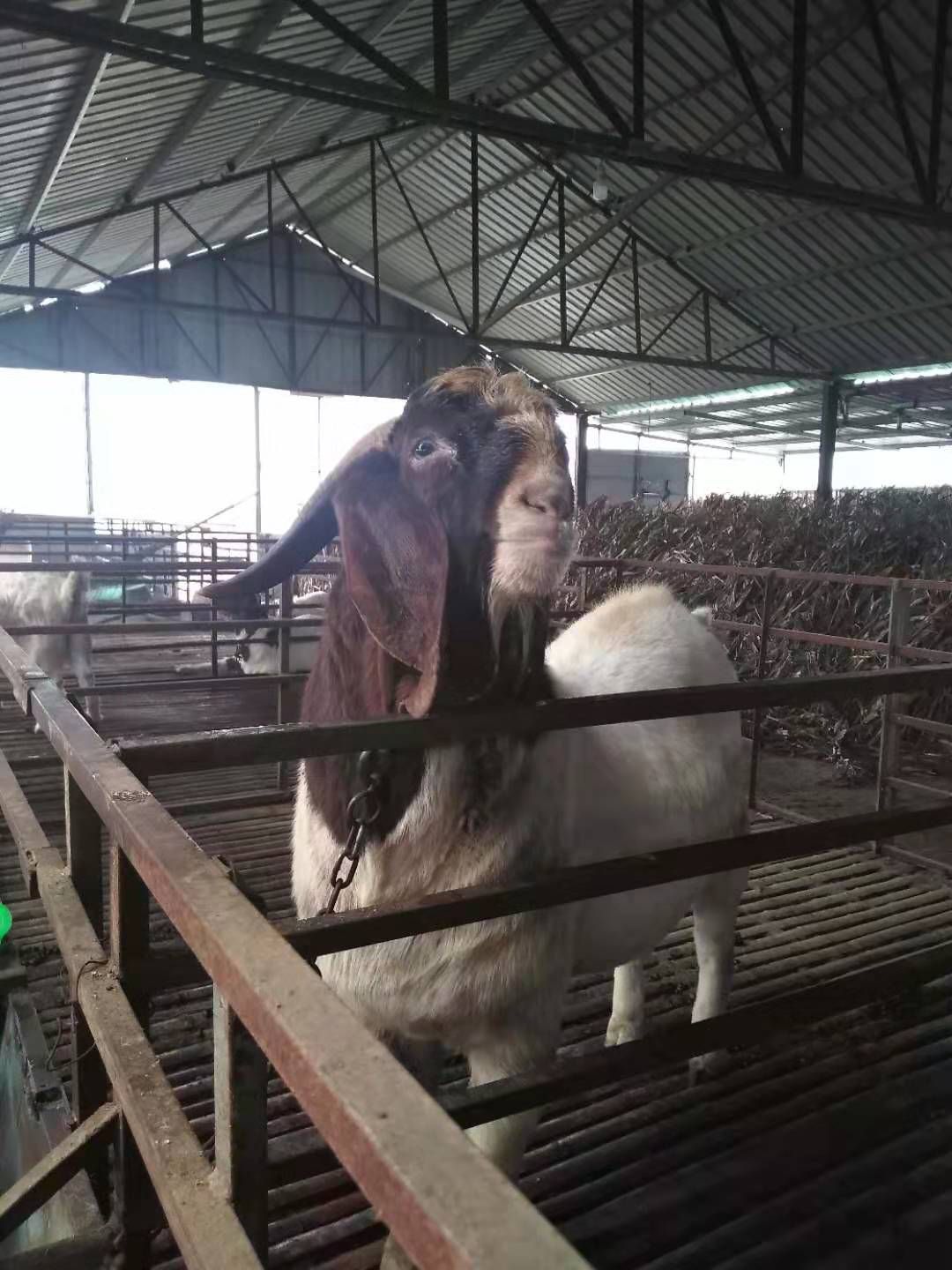 山羊  本场坚持自繁自养，种羊品质好，防疫全面。