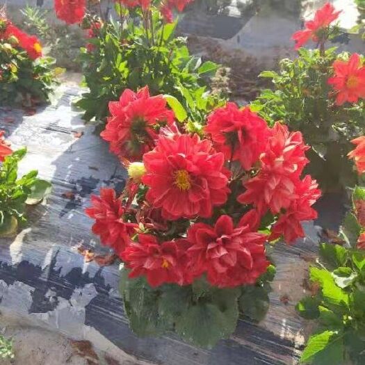 酒泉小丽花种子 矮杆盆地多用小丽花