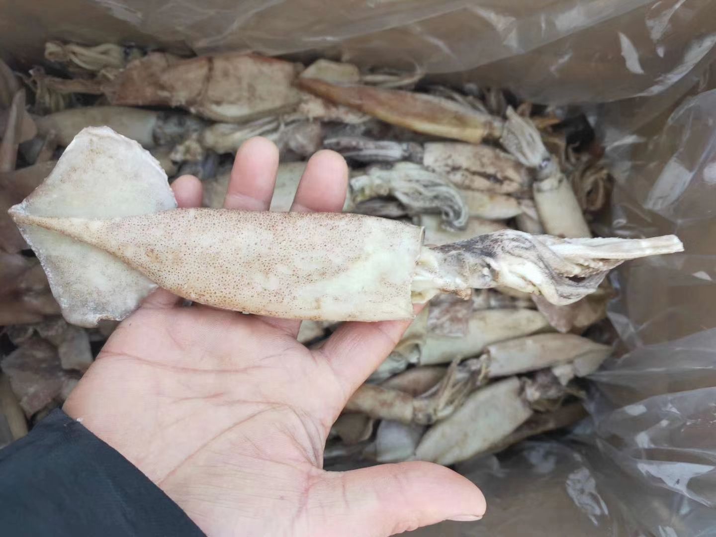  鱿鱼小鱿鱼大量供应一斤6，7条价格便