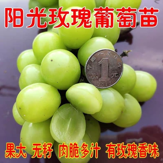 平邑县阳光玫瑰葡萄苗 保证品种  成活率高  根系发达   全国包