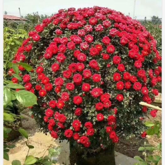 方城县造型景观小叶榕桩头 植物编织花球，骨架造型，提供编织技术