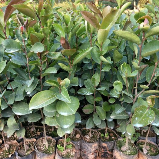 广州 油茶苗批发