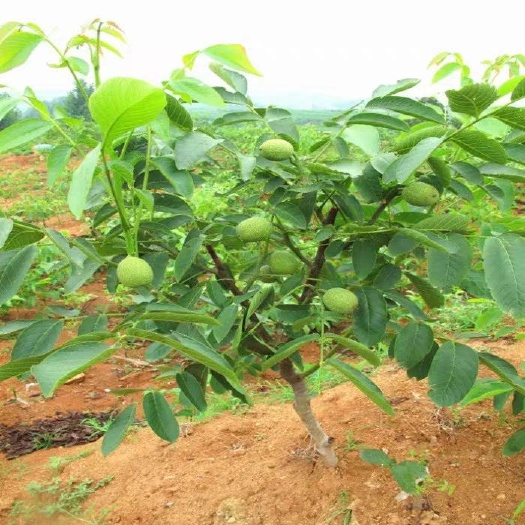 平邑县8518核桃苗  8518薄皮核桃苗 基地直销