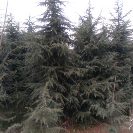 周至县普通雪松