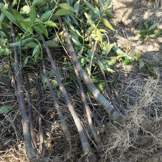泾县吴茱萸苗 正宗江西中花吴茱萸，产量高，含药量高
