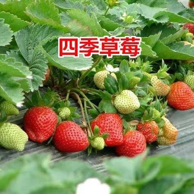 平邑县四季草莓苗 四季草莓