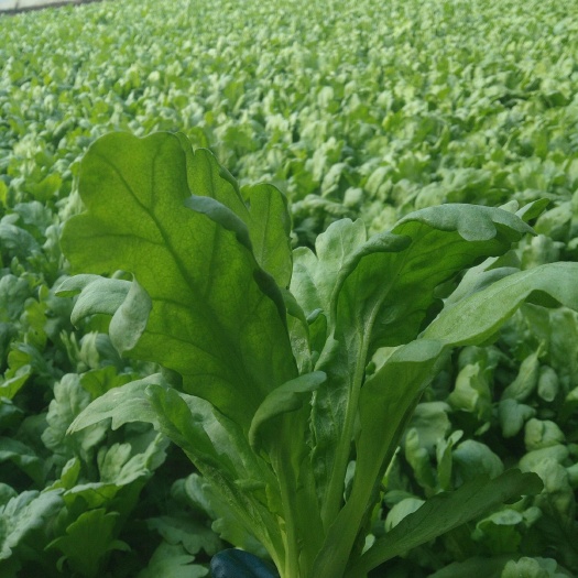 北京小叶茼蒿 5~10cm