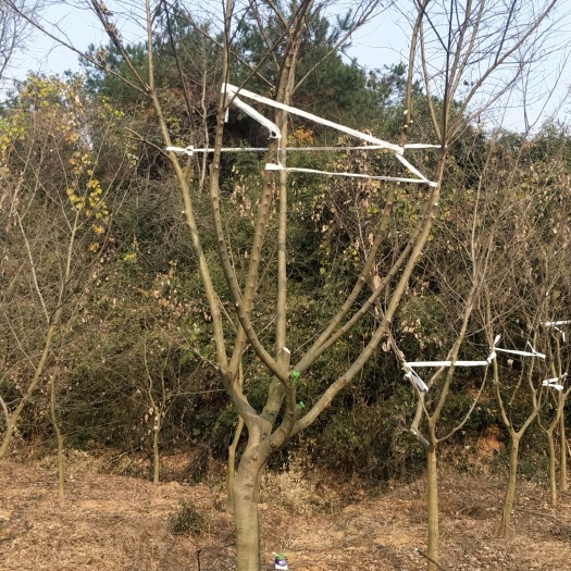 临澧县丛生朴树 因地到期，忍痛割爱