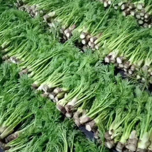 桓仁县刺老芽 箱装 大棚 鲜货