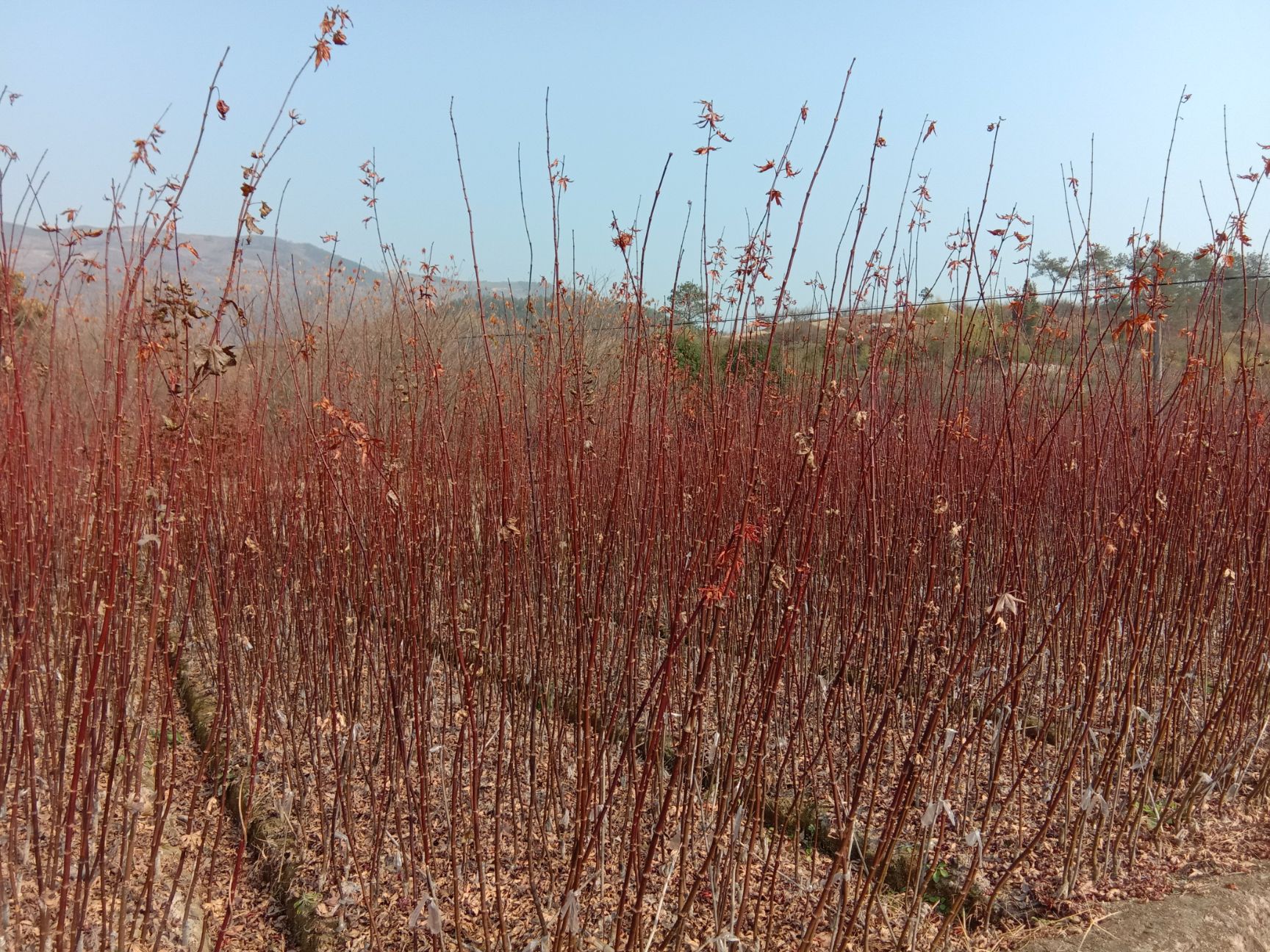嵊州市美国红枫 大量供应中国红枫小苗及各种规格的红枫
