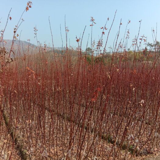 嵊州市美国红枫 大量供应中国红枫小苗及各种规格的红枫