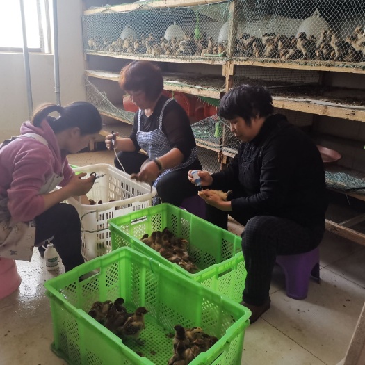 昆明快大麻鸡 脱温过，好饲养，品种好