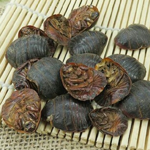 十堰 土元