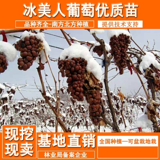 平邑县 晚熟葡萄金优2号葡萄树苗冰美人葡萄苗冬天结果的冰葡萄